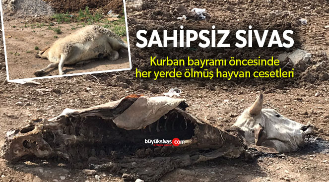 Sivas’ta kurban bayramı öncesinde her yerde hayvan leşleri