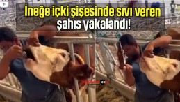 İneğe içki şişesinde sıvı veren şahıs yakalandı!