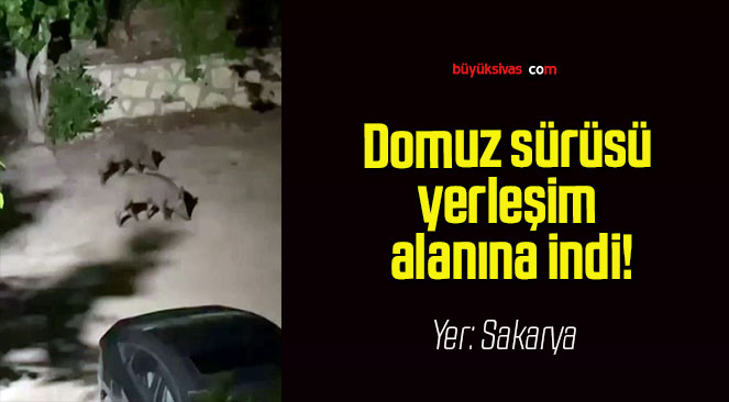 Domuz sürüsü yerleşim alanına indi!