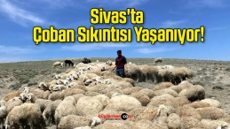 Sivas’ta Çoban Sıkıntısı Yaşanıyor!