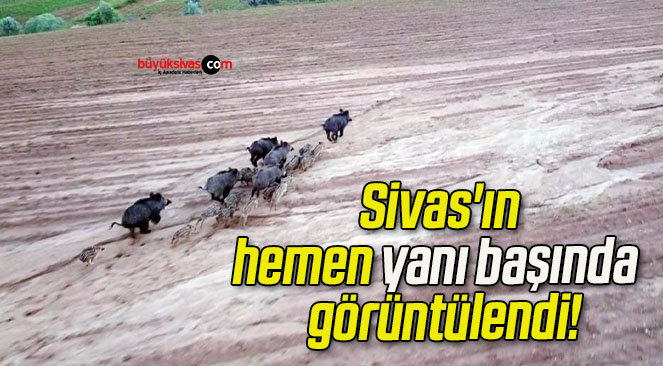 Sivas’ın hemen yanı başında domuz sürüsü görüntülendi!