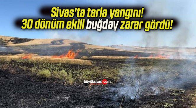 Sivas’ta tarla yangını! 30 dönüm ekili buğday zarar gördü! 