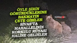 Sivas’ta o mahallede ayılar yüzünden sokağa çıkamıyorlar