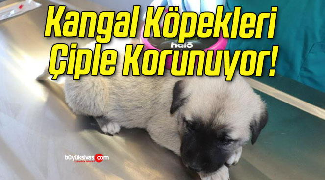 Kangal Köpekleri Çiple Korunuyor!