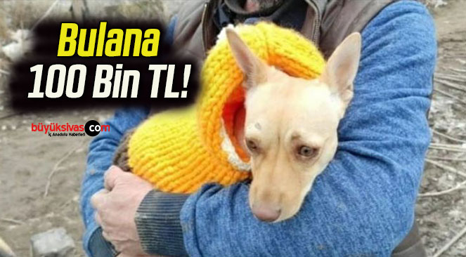 Köpeğinin yerini söyleyene 100 bin TL ödül verecek!