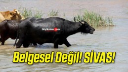 Belgesel Değil! SİVAS!