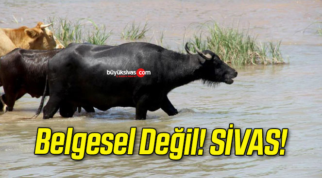 Belgesel Değil! SİVAS!