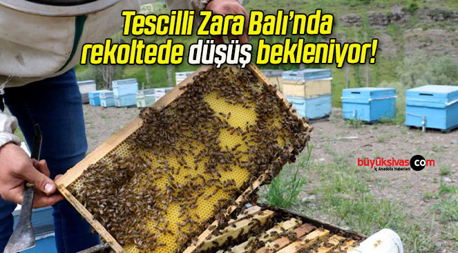 Tescilli Zara Balı’nda rekoltede düşüş bekleniyor!