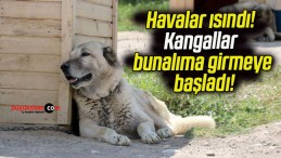 Havalar ısındı! Kangallar bunalıma girmeye başladı!