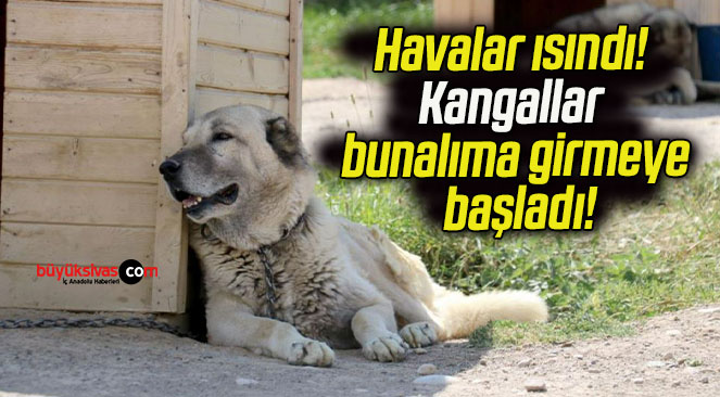 Havalar ısındı! Kangallar bunalıma girmeye başladı!