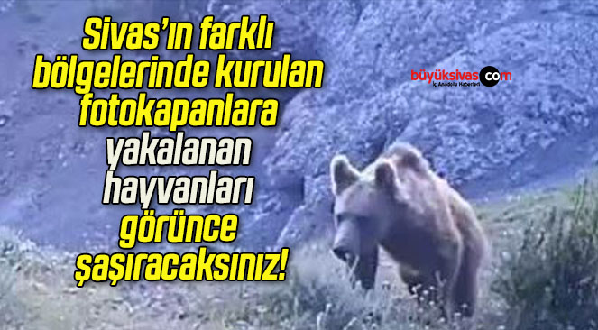 Sivas’ın farklı bölgelerinde kurulan fotokapanlara yakalanan hayvanları görünce şaşıracaksınız!