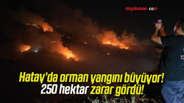 Hatay’da orman yangını büyüyor! 250 hektar zarar gördü!