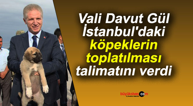 Vali Davut Gül İstanbul’daki köpeklerin toplatılması talimatını verdi