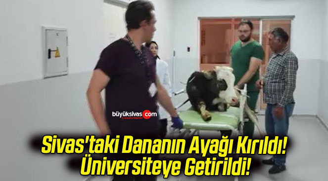 Sivas’taki Dananın Ayağı Kırıldı! Üniversiteye Getirildi!