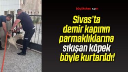 Sivas’ta demir kapının parmaklıklarına sıkışan köpek böyle kurtarıldı!