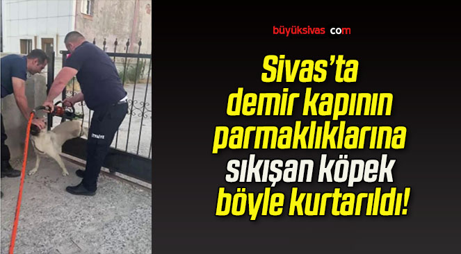 Sivas’ta demir kapının parmaklıklarına sıkışan köpek böyle kurtarıldı!