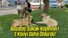 Başıboş Sokak Köpekleri 1 Kişiyi Daha Öldürdü!