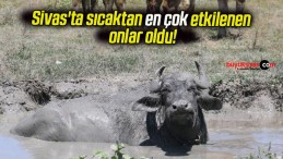 Sivas’ta sıcaktan en çok etkilenen onlar oldu!