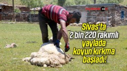 Sivas’ta 2 bin 220 rakımlı yaylada koyun kırkma başladı!