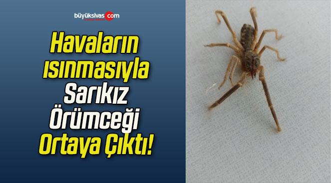 sasrı