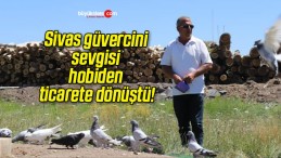 Sivas güvercini sevgisi hobiden ticarete dönüştü!