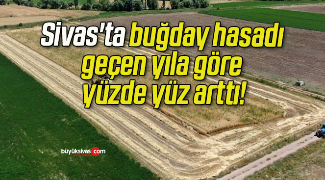 Sivas’ta buğday hasadı geçen yıla göre yüzde yüz arttı!