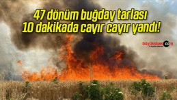 47 dönüm buğday tarlası 10 dakikada cayır cayır yandı!