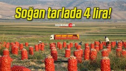 Soğan tarlada 4 lira!