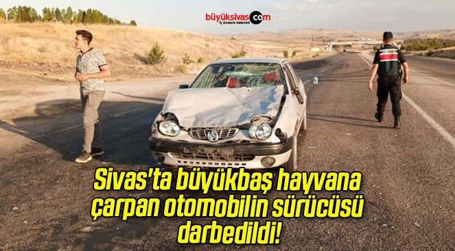 Sivas’ta büyükbaş hayvana çarpan otomobilin sürücüsü darbedildi!