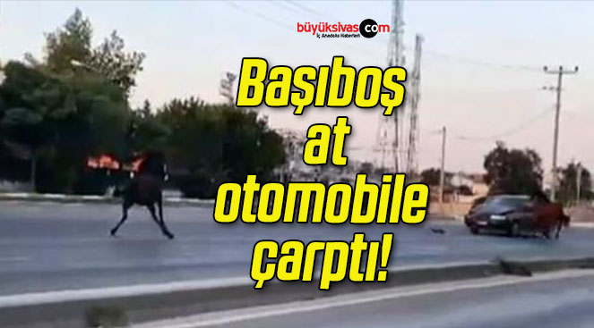 Başıboş at otomobile çarptı!