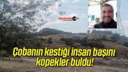 Çobanın kestiği insan başını köpekler buldu!