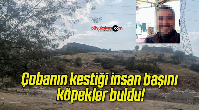 Çobanın kestiği insan başını köpekler buldu!