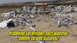 Köpekler tarafından parçalanmış bebek cesedi bulundu!