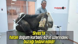 Sivas’ta hatalı doğum kurbanı 40’ın üzerindeki buzağı tedavi edildi!