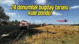 24 dönümlük buğday tarlası küle döndü!