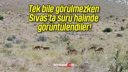 Tek bile görülmezken Sivas’ta sürü halinde görüntülendiler!