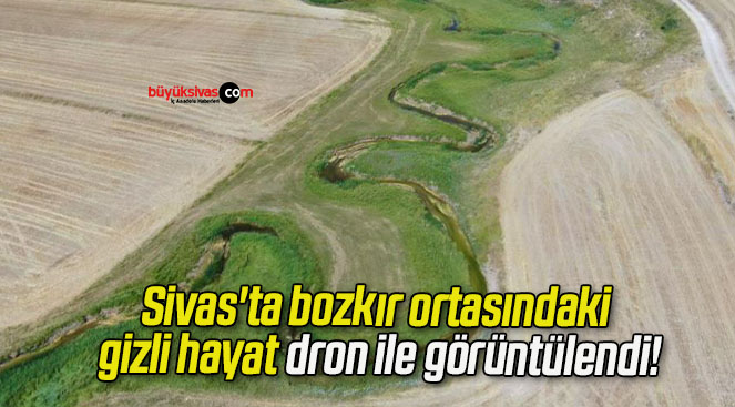 Sivas’ta bozkır ortasındaki gizli hayat dron ile görüntülendi!