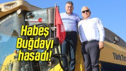 Habeş Buğdayı hasadı!