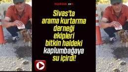 Sivas’ta arama kurtarma derneği ekipleri bitkin haldeki kaplumbağaya su içirdi!