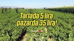 Tarlada 5 lira pazarda 35 lira!