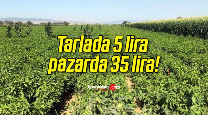 Tarlada 5 lira pazarda 35 lira!