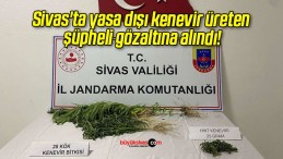 Sivas’ta yasa dışı kenevir üreten şüpheli gözaltına alındı!