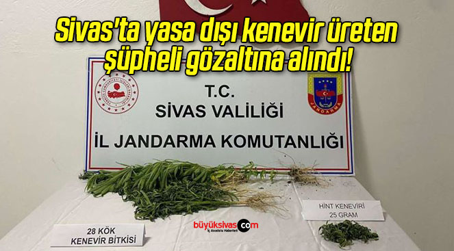 Sivas’ta yasa dışı kenevir üreten şüpheli gözaltına alındı!