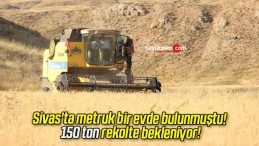 Sivas’ta metruk bir evde bulunmuştu! 150 ton rekolte bekleniyor!