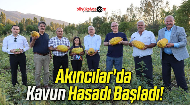 Akıncılar’da Kavun Hasadı Başladı!