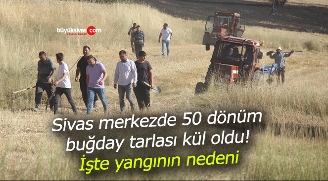 Sivas merkezde 50 dönüm buğday tarlası kül oldu! İşte yangının nedeni