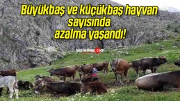 Büyükbaş ve küçükbaş hayvan sayısında azalma yaşandı!