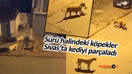 Sivas’ta sürü halinde gezen köpekler kediyi parçaladı