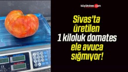 Sivas’ta üretilen 1 kiloluk domates ele avuca sığmıyor!