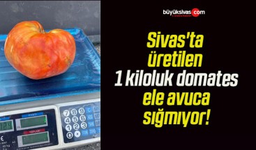 Sivas’ta üretilen 1 kiloluk domates ele avuca sığmıyor!